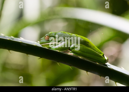 Rainette verte lèvres blanches sur la feuille de palmier dans la forêt tropicale de Daintree Queenland Australie Banque D'Images