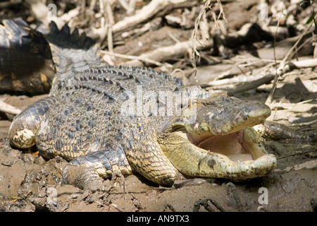 Bas-fonds boueux en crocodile de la rivière Mossman Australie Daintree Banque D'Images