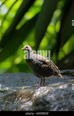 Buff Banded Rail le bord de chute d'extrême nord du Queensland en Australie Banque D'Images