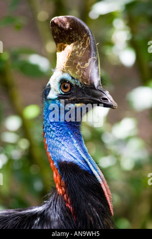 Le sud du Queensland Australie oiseaux Casoar Banque D'Images