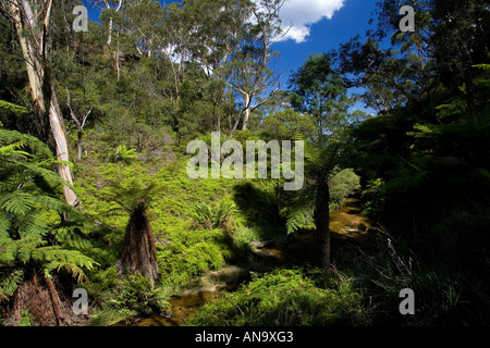 Dans la forêt de fougères Blue Mountain National Park New South Wales Australie Katoomba Banque D'Images