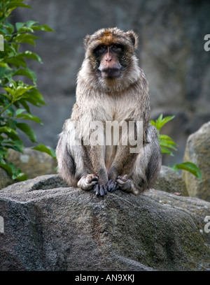 Un singe macaque de Barbarie assis sur un rocher Banque D'Images