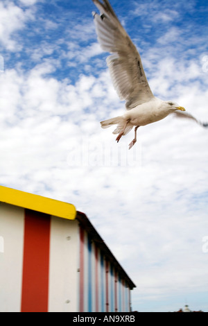 Mouette Banque D'Images