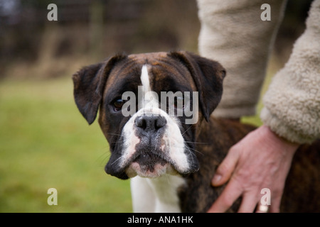 Boxer dog photographié au Royaume-Uni Banque D'Images