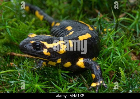 Un firesalamander 1 salamandre terrestre Salamandra salamandra la vraie alpine sur fond blanc regard regarder derrière l'écorce Banque D'Images