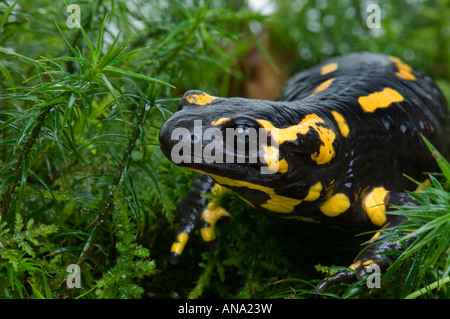 Un firesalamander 1 salamandre terrestre Salamandra salamandra la vraie alpine sur fond blanc regard regarder derrière l'écorce Banque D'Images