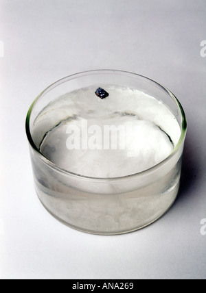 Un morceau de lithium réagit exothermiquement avec l'eau, produisant de l'hydrogène gazeux et des bulles, dans un réservoir en verre. Chimie des métaux alcalins. Sur blanc. Banque D'Images