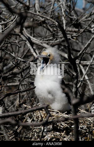 Un comité permanent d'oiseaux frégates gloussements poussin dans son nid pendant la recherche de caméra sur l'île Seymour, dans les îles Galapagos, en Équateur. Banque D'Images