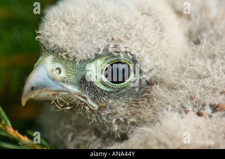 Faucon crécerelle faucon pèlerin Turmfalke jeune oisillon fledling vers le bas en plumes duveteuses Portrait gros plan nid près de close up bébé Banque D'Images