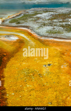 Libre de courir à la zone piscine Saphir dans la région de geyser Basin Le Parc National de Yellowstone au Wyoming USA Banque D'Images