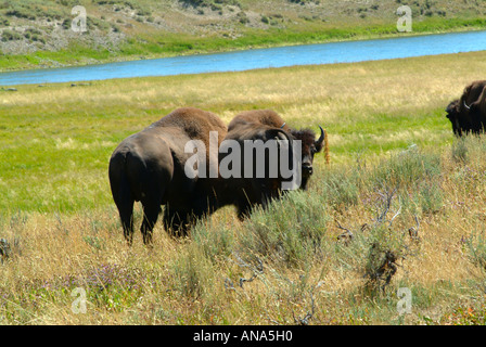 Buffalo brouter par Yellowstone River dans la région de Hayden Valley Parc National de Yellowstone au Wyoming USA Banque D'Images