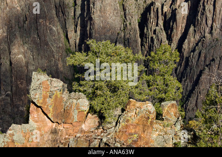 Juniper arbres croissant sur l'affleurement de roches escarpées Parc National Black Canyon of the Gunnison près de Montrose Colorado Banque D'Images