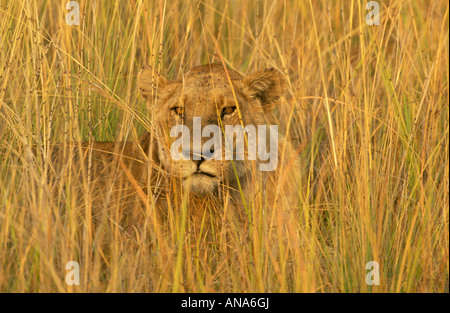 Portrait d'une lionne cachée dans l'herbe jaune longue à golden early morning light (Panthera leo) Banque D'Images