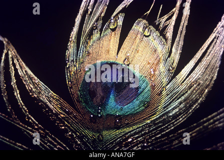 Une plume de paon Banque D'Images