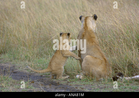 Avec Lion cub (Panthera leo) debout sur ses pattes arrière s'appuyant sur sa mère pour obtenir de l'aide afin qu'il puisse regarder par dessus l'herbe longue Banque D'Images