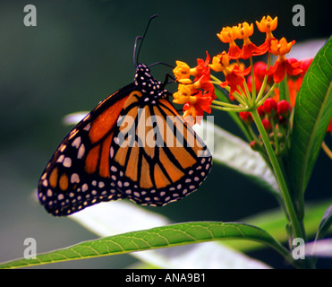 L'asclépiade ou Monarque Danaus plexippus papillon tropical exotique sur l'orange vif et jaune fleurs Banque D'Images