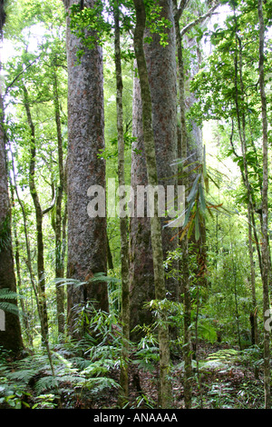 Les quatre Sœurs quatre grands arbres kauri de Nouvelle-Zélande à proximité Banque D'Images