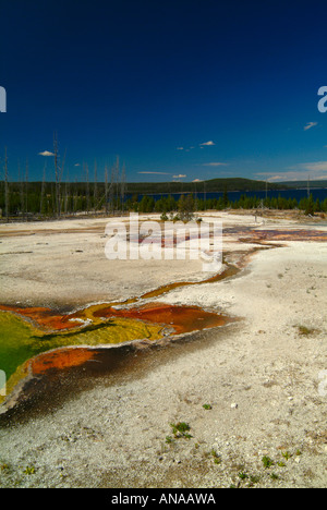 Des couleurs vives en run-off Salon d'abîme extérieure Printemps West Thumb Geyser Basin dans le Parc National de Yellowstone au Wyoming USA Banque D'Images