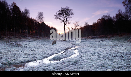 Nouvelle Forêt dawn frost Hampshire England UK Banque D'Images