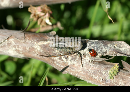 Friendlike et cycadales coccinelle New Zealand Banque D'Images