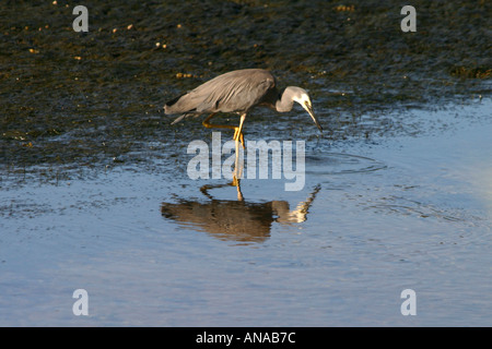 Face blanc et alimentation heron reflétant dans l'eau Nouvelle Zélande Banque D'Images