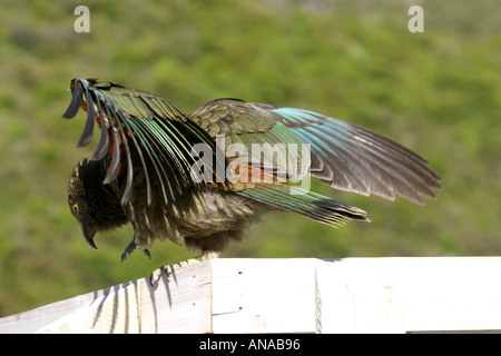 Kea le perroquet oiseau curieux comme en Nouvelle-Zélande Banque D'Images