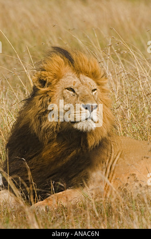 La crinière noire male lion (Panthera leo) portrait Banque D'Images