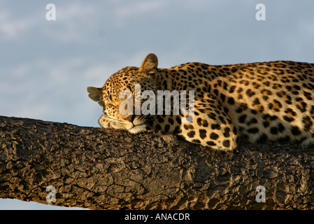 Portrait d'un coin couchage leopard couché sur une branche reposant son menton sur sa patte Banque D'Images