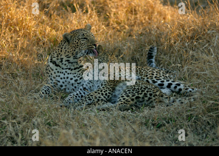 Leopard femme couchée dans l'herbe sèche son toilettage cub Banque D'Images