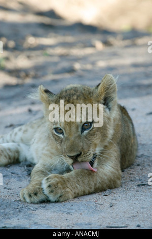 Lion cub lécher sa patte Banque D'Images