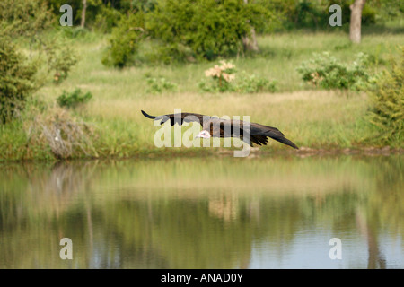 Hooded Vulture en vol au-dessus de l'eau Banque D'Images