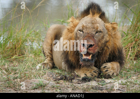 Lion avec la crinière sombre éparse et ensanglanté au repos face à proximité d'un étang Banque D'Images