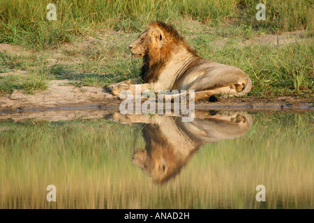 Lion couché au bord de l'eau reflètent dans l'eau Banque D'Images