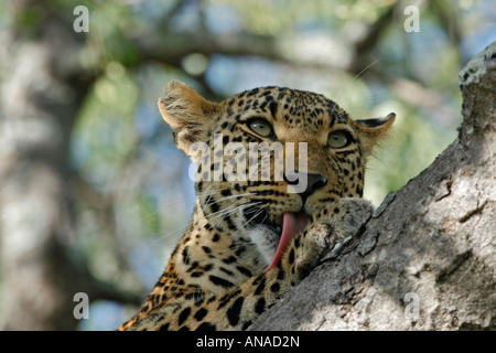 Portrait de Leopard au repos dans un arbre et lécher sa patte Banque D'Images