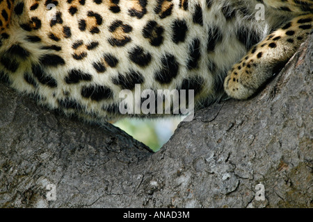 Close-up de la fourrure d'un léopard couchée dans un arbre de fourche Banque D'Images