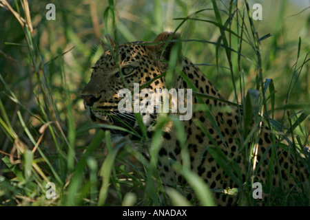 Leopard, dissimulé dans l'herbe verte épaisse Banque D'Images