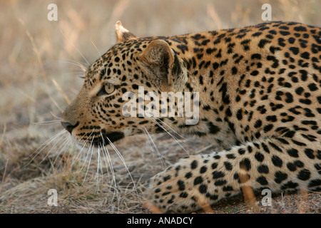 Leopard traque sa proie Banque D'Images