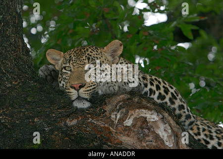 Leopard se reposant dans un arbre à out Banque D'Images