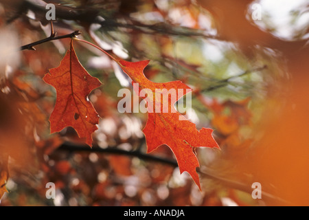 Pin oak (Quercus palustris) Banque D'Images