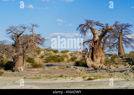 Vue panoramique de baobabs sur Kubu Island Banque D'Images