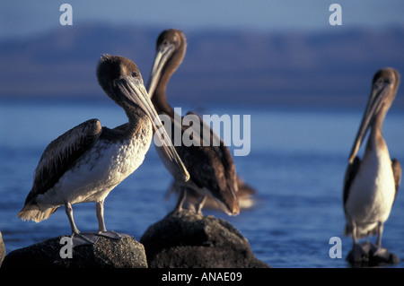 Le Pélican brun Pelecanus occidentalis debout sur des rochers dans l'eau Basse Californie Mexique Banque D'Images
