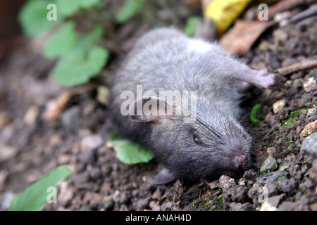 Rat mort étendue sur le sol dans un jardin UK worcestershire Banque D'Images