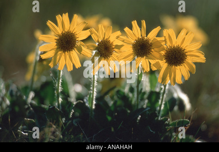 Alaska Arnica (Arnica) unalaschcensis, floraison, USA, Alaska Banque D'Images