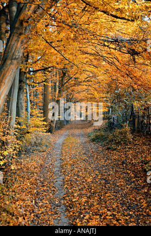 Alley à l'automne forestt Banque D'Images