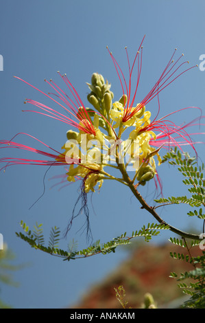 Bird-of-paradise shrub (Caesalpinia gilliesii), blooming, USA, Utah Banque D'Images