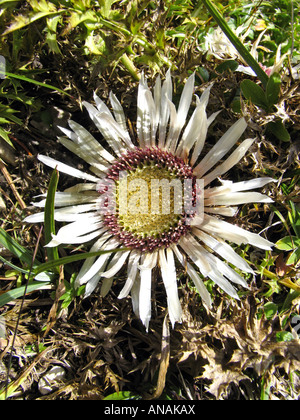Chardon Carlina acaulis (nain), inflorescence Banque D'Images