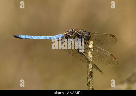 Libellule Orthetrum coerulescens Keeled Skimmer 2005 Cornwall Banque D'Images