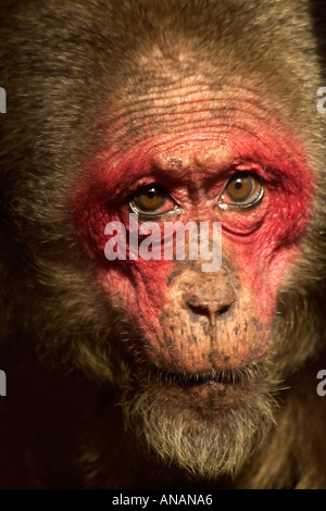 Macaque à queue Macaca arctoides moignon homme Banque D'Images