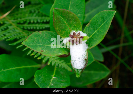 Cuckoo spit Philaenus spumarius commun Froghopper Cornwall Banque D'Images