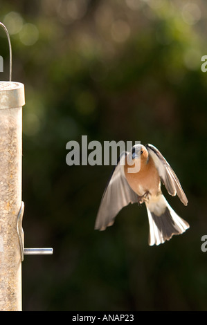 Chaffinch Fringilla coelebs homme battant vers l'alimentation des graines Mars 2005 Cornwall Banque D'Images